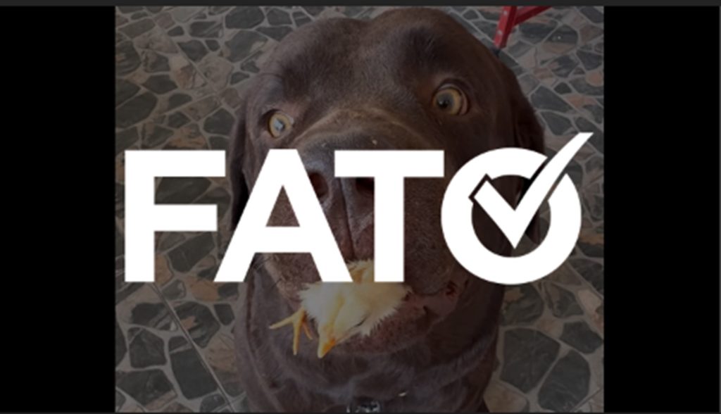 É #FATO vídeo que mostra cachorro escondendo pintinho na boca