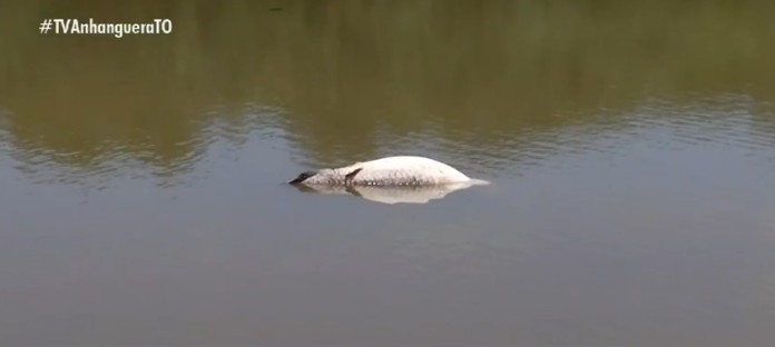 VÍDEO: Morador registra ‘última homenagem’ de peixes após pirarucu de 100 kg ser encontrado morto em lago de parque