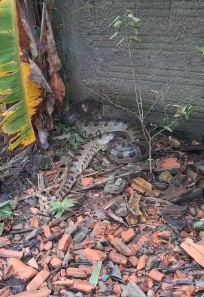 Cobra de três metros entra em quintal de casa e come galinhas que eram criadas por moradores; VÍDEO