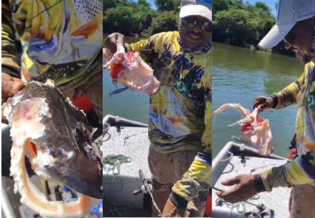Liberação de sangue na água pode ter atraído piranhas que devoraram peixe fisgado por casal em lago, diz bióloga