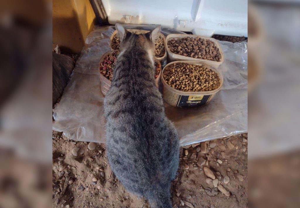 Servidor recorre à Justiça para poder alimentar animais de rua em secretaria após prefeitura proibir