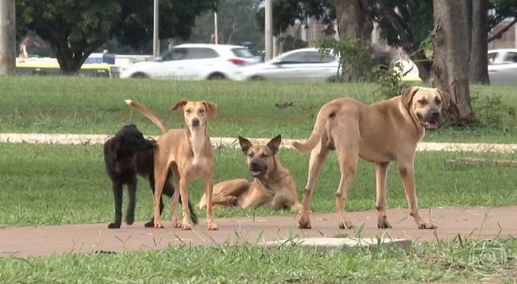 Quem abandonar animais domésticos no Tocantins poderá ser multado em R$ 10 mil; entenda
