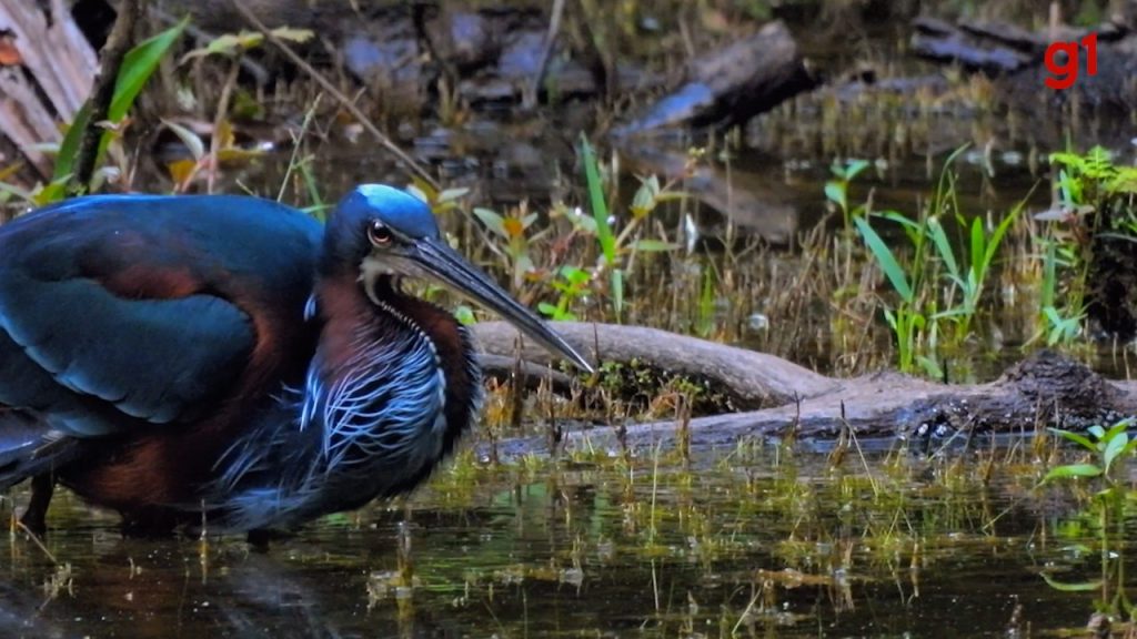 Garça-da-mata rara é flagrada pescando no Parque Cesamar: ‘Ave muito discreta’