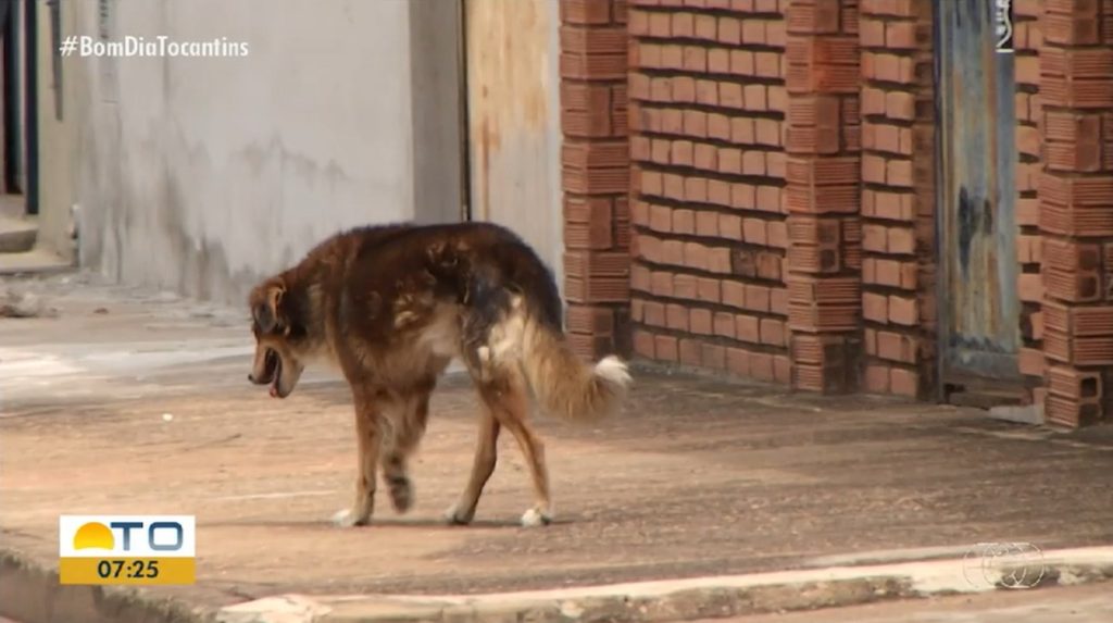 Abandono ou maus-tratos: entenda legislação que protege animais domésticos no Tocantins