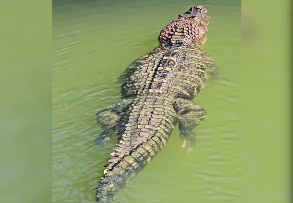 Pescador registra jacaré gigante nadando tranquilo na Ilha do Bananal: ‘De estimação’