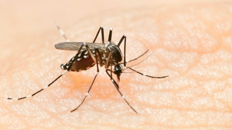 Araguaína confirma três mortes por dengue e 502 casos da doença