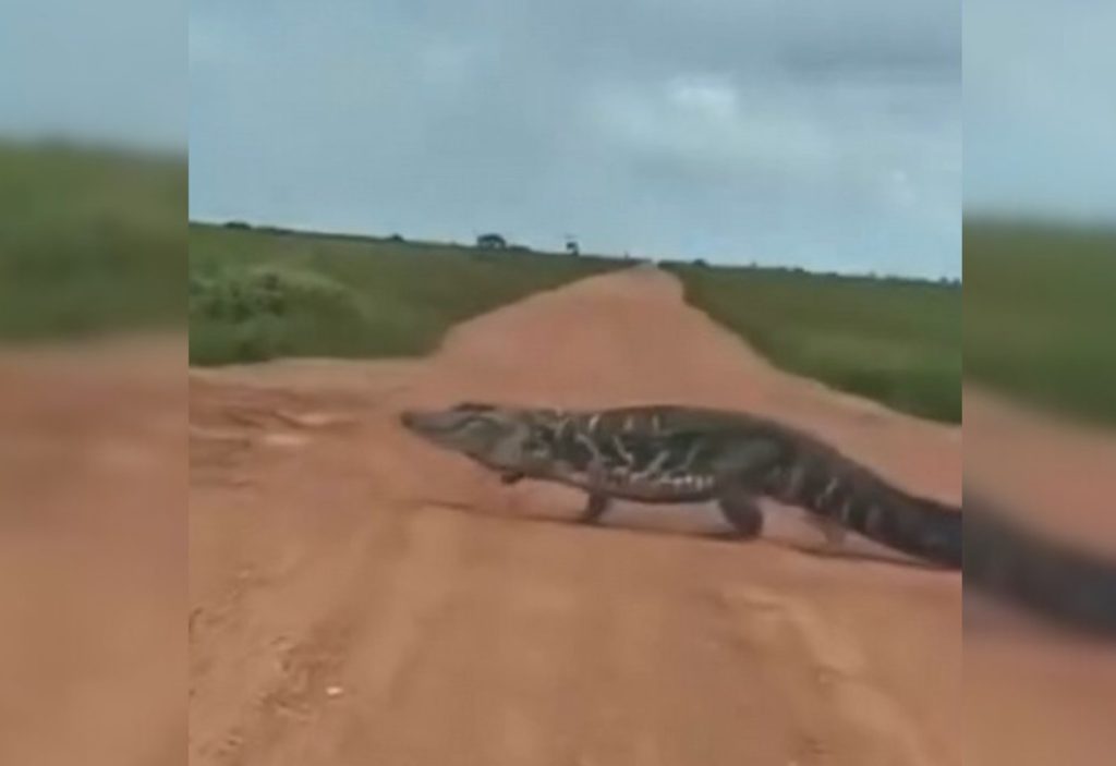 Jacaré atravessando estrada no Tocantins impressiona pelo tamanho; vídeo