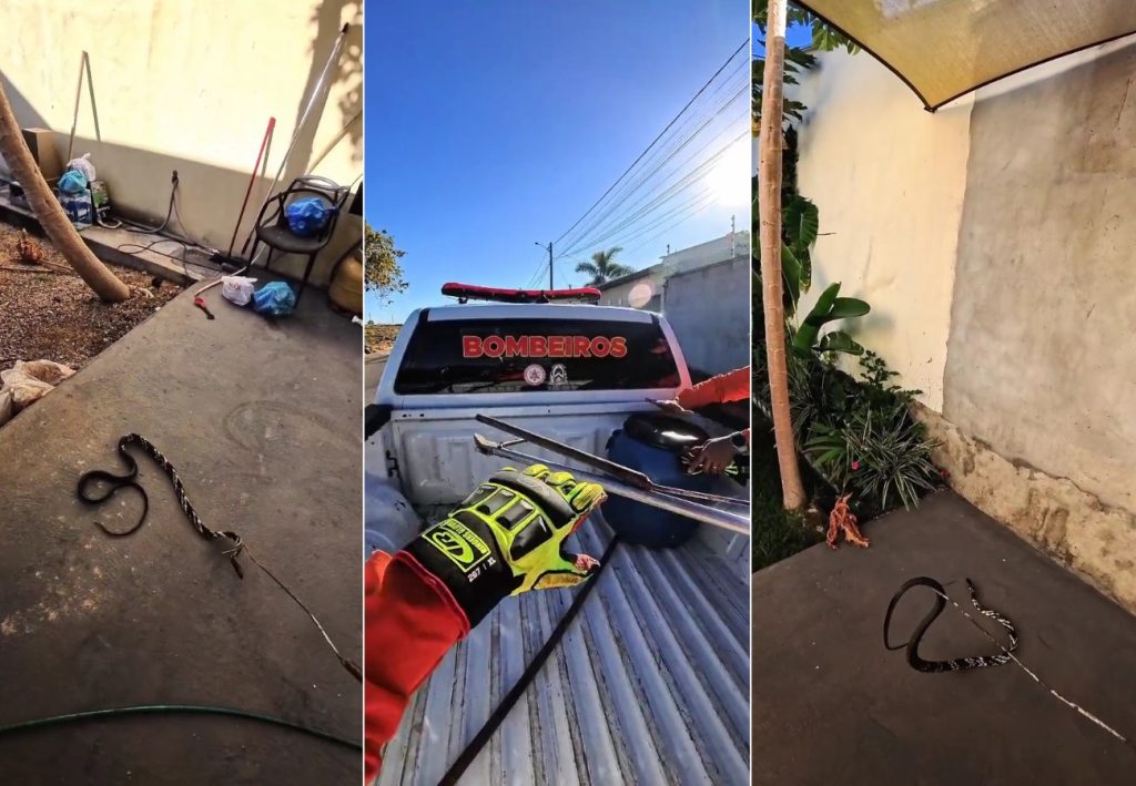 Cobra caninana invade casa em Gurupi e tenta atacar bombeiros durante resgate; VÍDEO