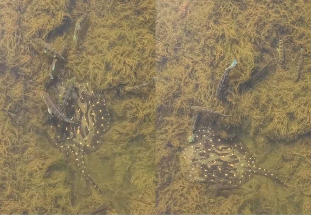 Pescadores registram arraia nadando com tucunarés em águas cristalinas no Rio Tocantins; VÍDEO